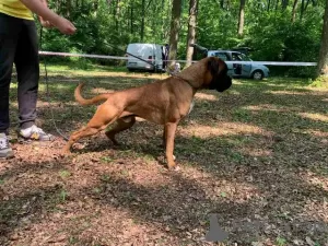 Photos supplémentaires: Boxer allemand, jeune chien