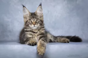 Photo №1. maine coon - à vendre en ville de Москва | 494€ | Annonce № 5948