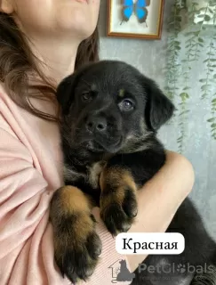 Photo №1. rottweiler - à vendre en ville de Kazan | 37€ | Annonce №97087