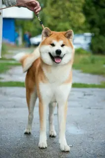 Photo №1. akita (chien) - à vendre en ville de Minsk | Négocié | Annonce №3563