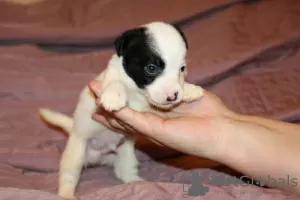 Photos supplémentaires: Chiots Jack Russell Terrier