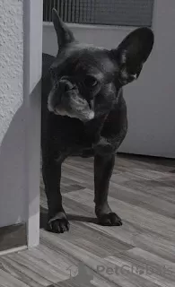 Photo №1. bouledogue - à vendre en ville de Berlin | Gratuit | Annonce №126720