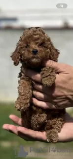 Photos supplémentaires: Petit caniche rouge