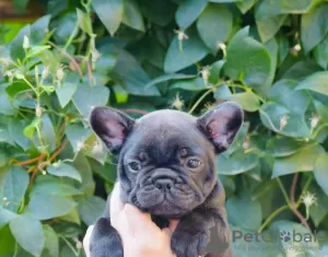 Photos supplémentaires: Bouledogue Français FCI