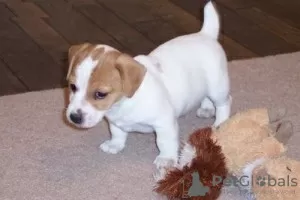 Photo №1. jack russell terrier - à vendre en ville de Oulainen | négocié | Annonce №55313