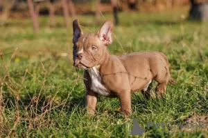 Photo №2 de l'annonce № 93111 de la vente american bully - acheter à Serbie éleveur