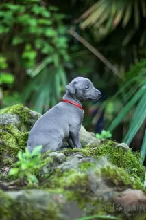 Photo №3. Chiots d'un petit lévrier italien (lévrier). Fédération de Russie