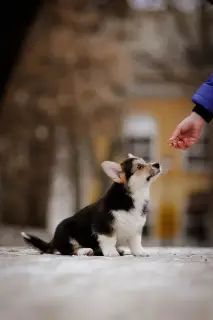 Photos supplémentaires: Welsh Corgi Pembroke Chiots