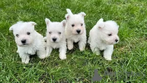 Photo №1. west highland white terrier - à vendre en ville de Альгермиссен | 1500€ | Annonce №37741