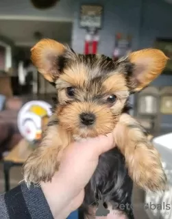 Photo №4. Je vais vendre yorkshire terrier en ville de Virginia Beach. éleveur - prix - 473€