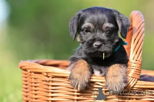 Photos supplémentaires: chiots border terrier