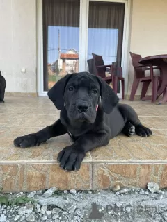 Photos supplémentaires: Mastiff sud-africain - Boerboel