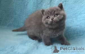 Photo №1. british shorthair - à vendre en ville de Берлингероде | Gratuit | Annonce № 97968