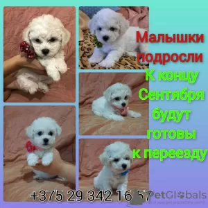 Photo №1. bichon à poil frisé - à vendre en ville de Minsk | 331€ | Annonce №68933