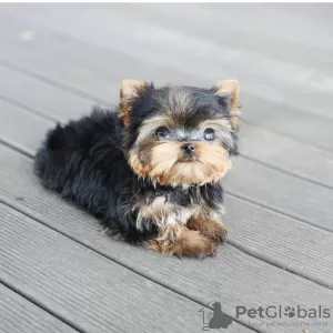 Photo №2 de l'annonce № 111768 de la vente yorkshire terrier - acheter à République Tchèque annonce privée