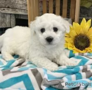 Photo №1. bichon à poil frisé - à vendre en ville de Helsinki | négocié | Annonce №108678