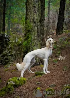 Photos supplémentaires: Chiots Saluki, femelles et mâles