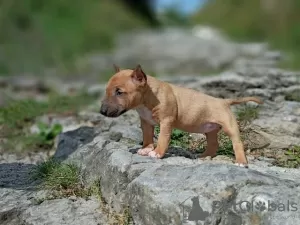 Photo №2 de l'annonce № 13074 de la vente bull terrier - acheter à Ukraine éleveur