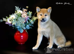 Photo №2 de l'annonce № 25636 de la vente shiba - acheter à Fédération de Russie de la fourrière, éleveur