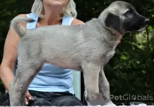 Photos supplémentaires: Kangal chiots