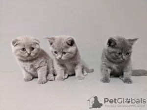 Photo №1. british shorthair - à vendre en ville de Торонто | 300€ | Annonce № 88613