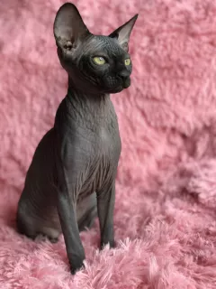 Photo №4. Je vais vendre sphynx en ville de Черновцы. de la fourrière - prix - 822€