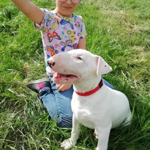 Photo №3. Chiots Bull Terrier standard. Biélorussie