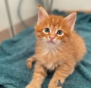 Photo №3. De mignons et adorables chatons Maine coon en bonne santé sont maintenant. Suisse