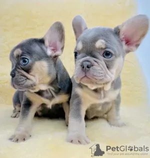 Photo №1. bouledogue - à vendre en ville de Fernandina Beach | 423€ | Annonce №12077