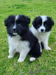 Photo №2 de l'annonce № 131781 de la vente border collie - acheter à Allemagne annonce privée, éleveur