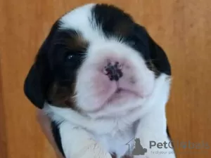 Photo №1. cavalier king charles spaniel - à vendre en ville de Amiens | 1200€ | Annonce №79136