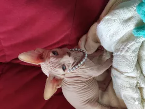 Photo №4. Je vais vendre sphynx en ville de Omsk. éleveur - prix - négocié