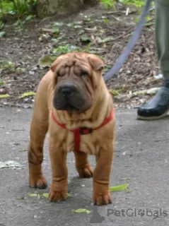 Photo №1. shar pei - à vendre en ville de Kalouga | négocié | Annonce №52635