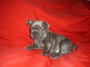 Photo №1. bouledogue - à vendre en ville de Melitopol | 726€ | Annonce №5003