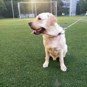 Photos supplémentaires: Je suggère pour accoupler un chien Labrador