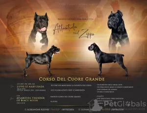 Photos supplémentaires: Cane Corso Femme