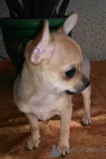 Photo №1. chihuahua - à vendre en ville de Minsk | négocié | Annonce №8891