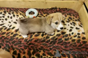 Photo №2 de l'annonce № 8300 de la vente welsh corgi - acheter à Fédération de Russie annonce privée