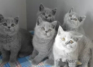 Photo №1. british shorthair - à vendre en ville de Strömsund | Gratuit | Annonce № 48514