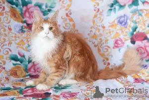 Photo №1. maine coon - à vendre en ville de Ryazan | 281€ | Annonce № 7061