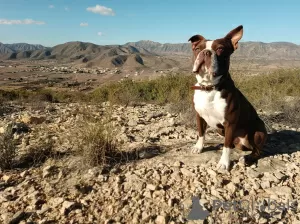 Photo №2 de l'annonce № 113249 de la vente terrier de boston - acheter à Espagne éleveur