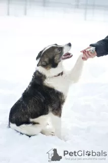 Photos supplémentaires: Merveilleux chien Hanik cherche une maison!