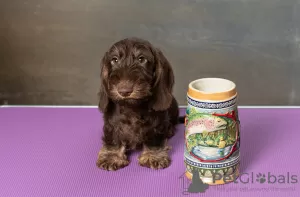 Photos supplémentaires: Chiot teckel miniature à poil dur