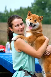 Photo №3. Chiots Shiba Inu d'un éleveur. Fédération de Russie