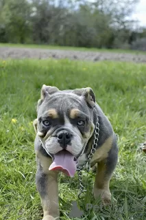 Photo №1. bulldog anglais - à vendre en ville de Minsk | négocié | Annonce №45558