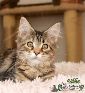 Photo №1. maine coon - à vendre en ville de Saint-Pétersbourg | 388€ | Annonce № 9741