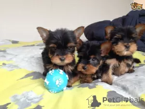 Photo №1. yorkshire terrier - à vendre en ville de Wiesbaden | Gratuit | Annonce №101854