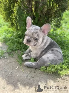 Photos supplémentaires: Bonjour chiots bouledogues français à vendre.