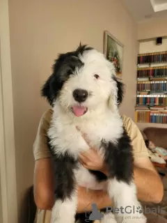 Photo №3. Les chiots Old English Sheepdog. Georgia