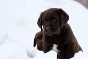 Photo №2 de l'annonce № 5589 de la vente labrador retriever - acheter à Fédération de Russie de la fourrière